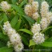 Cherry Laurel Otto Luyken x 1 Plants Dwarf Scented White flowering Border Hedging Plants Shrubs Patio Courtyard Garden Prunus laurocerasus